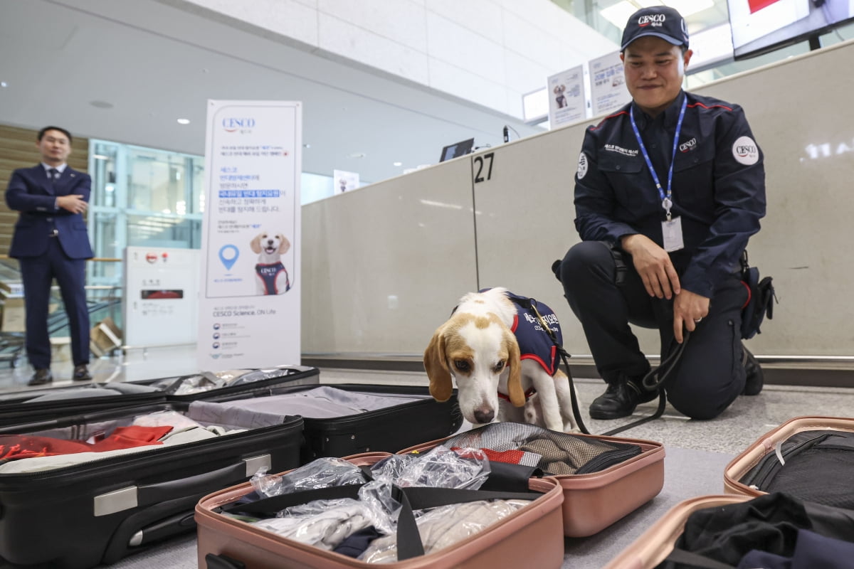 [뉴스 한줌] 국내 첫 빈대탐지견 '세코'…K-방역 명 받아 공항 관문 막는다