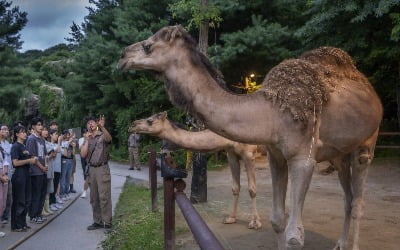 저출산 직격탄…위기의 테마파크 에버랜드, '데이터 경영'으로 돌파 [이선아의 킬러콘텐츠]