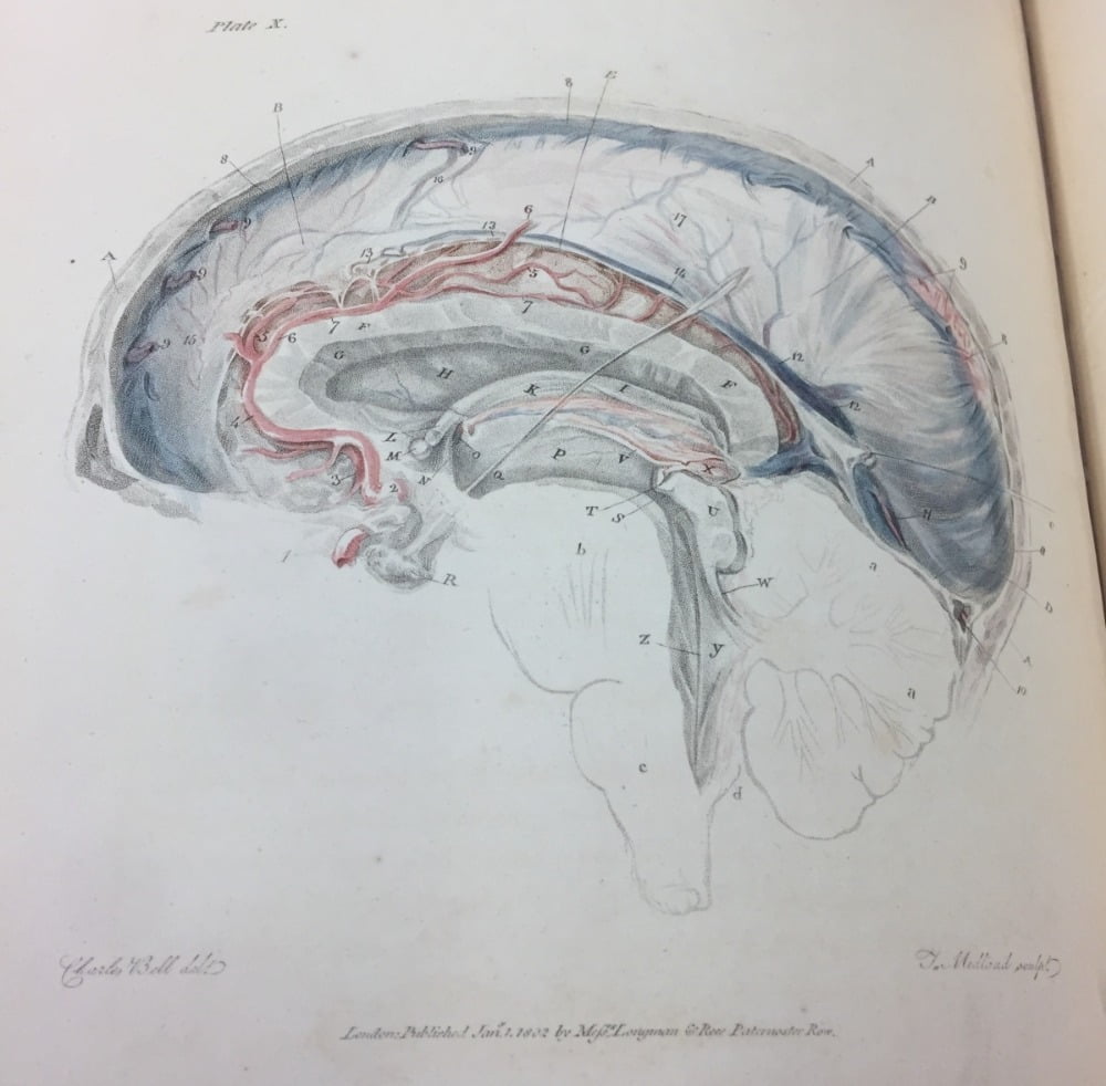 찰스 벨 경, “판화로 설명한 뇌 해부도 (Anatomy of the Brain Explained in a Series of Engraving)” / 그림출처. Special Collections Research Center, University of Chicago Library