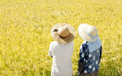 일본 고시히카리 제쳤다…농촌서 벌어진 韓日 '벼품종' 대결