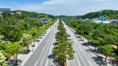 우리나라 ‘명품 가로수길’을 소개합니다