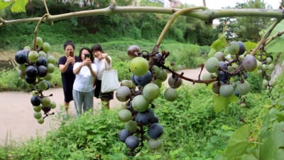 [포토] 더위가 그친다는 처서(處暑)…익어가는 청계천 머루