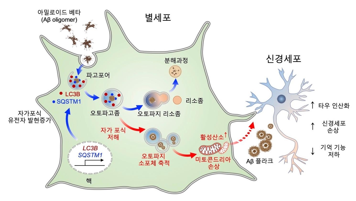 뇌 속 별세포, '자가포식'으로 알츠하이머 원인 물질 없앤다