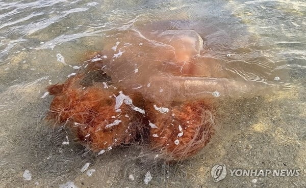 많아도 너무 많다…해수욕장마다 '비상'