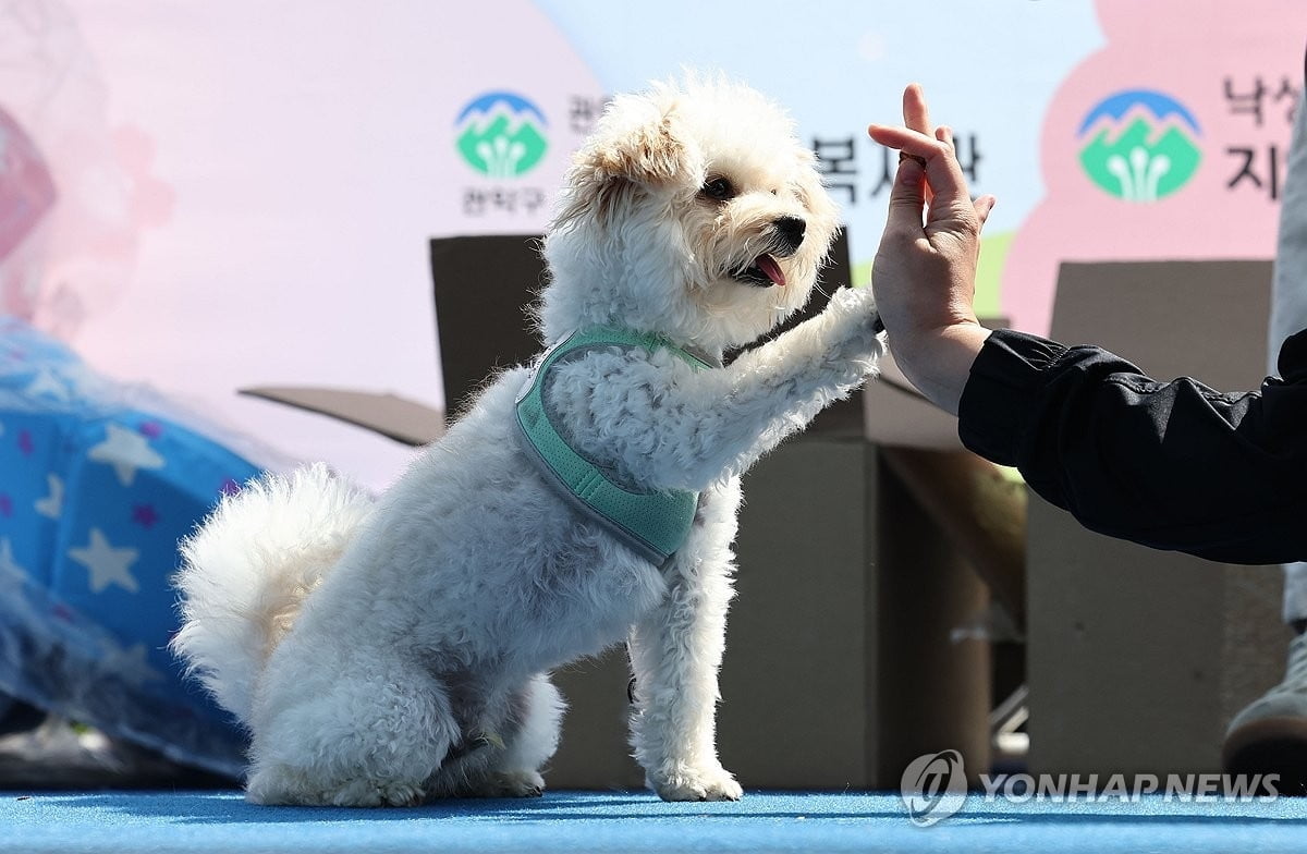 "반려견 꼭 등록해야…9월까지 자진신고"