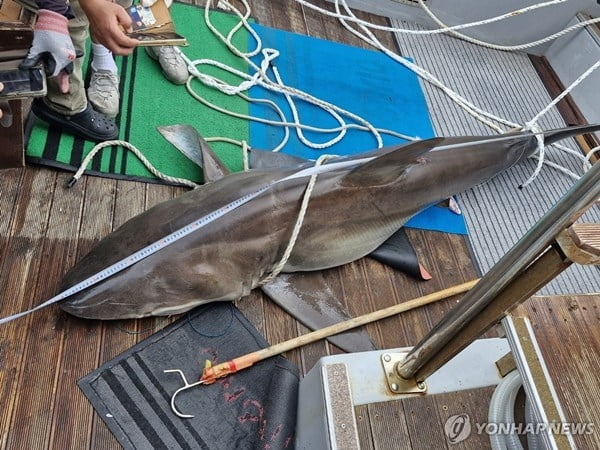 제주 연안 맴도는 식인상어…해녀들 '공포'