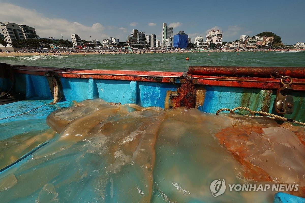 신음하는 여름 바다...해파리·적조 등 재해 잇따라