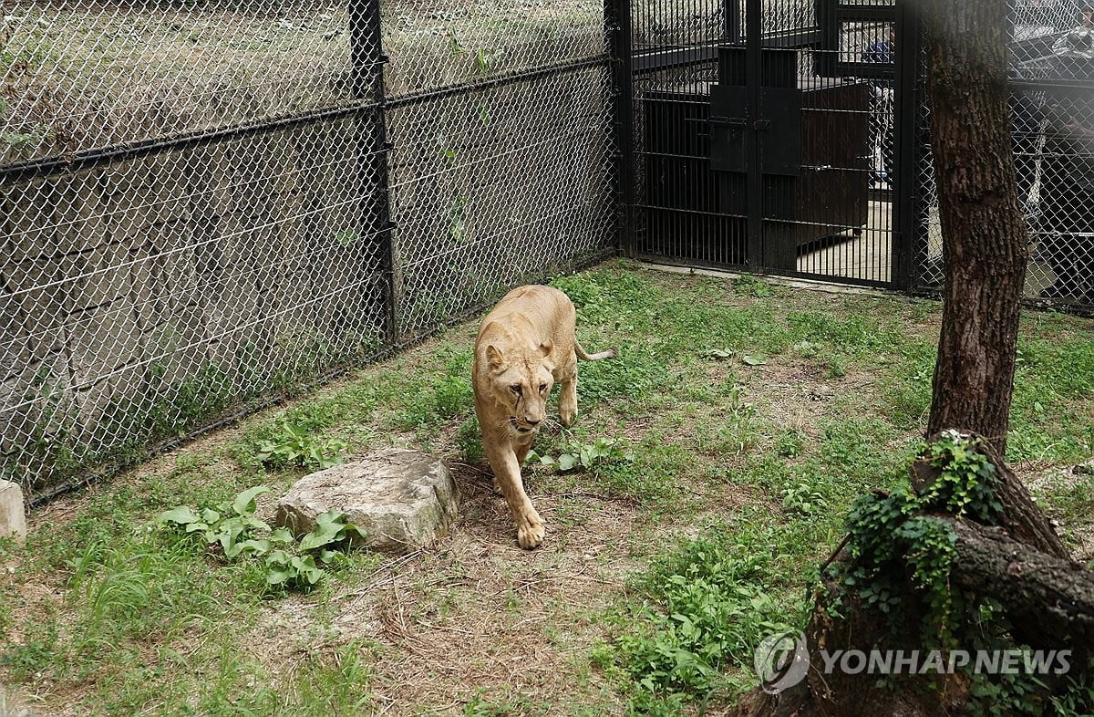 '갈비사자' 바람이 딸, 아빠 만나 우렁찬 포효