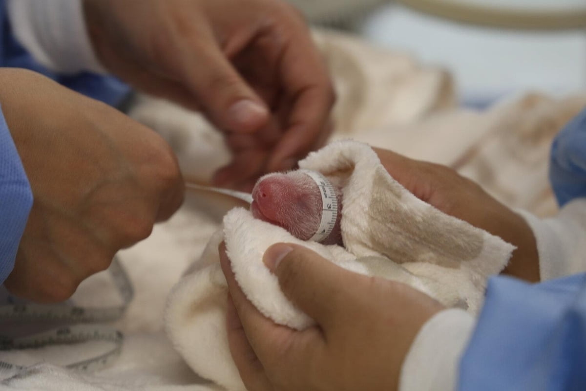 "경사났네" 베를린서 판다 쌍둥이 탄생