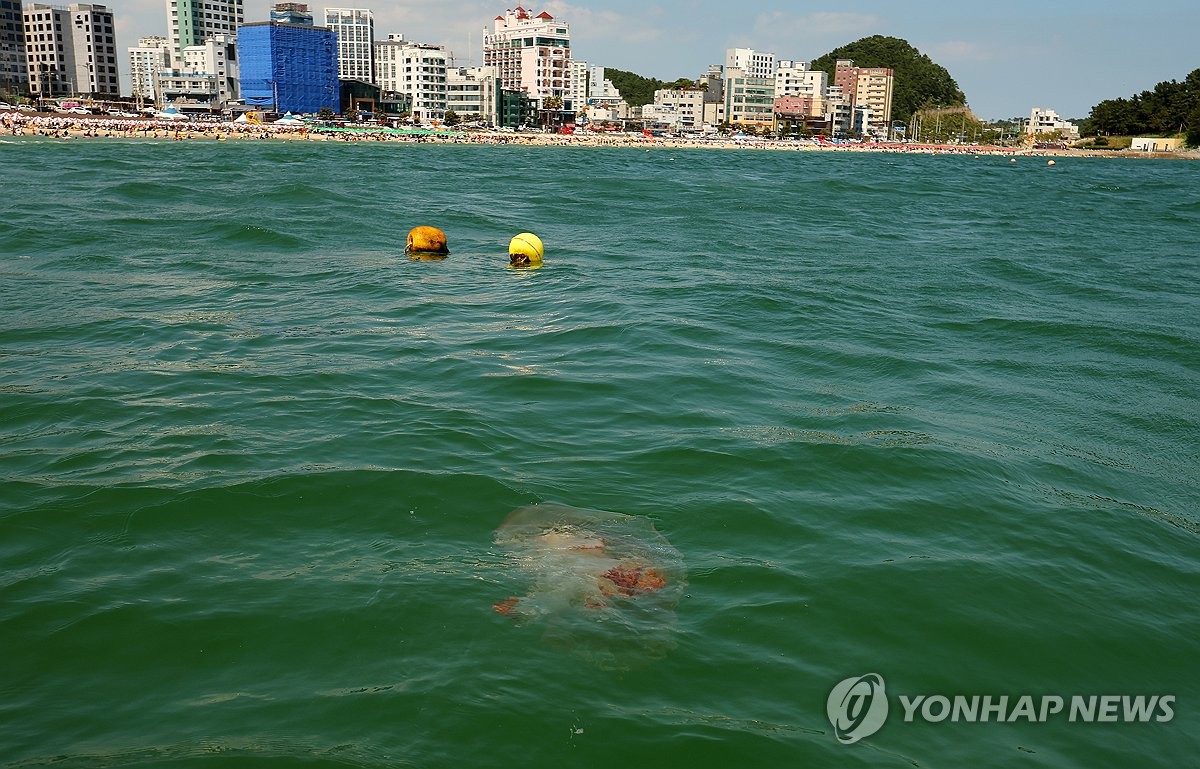 독성 해파리 유입 역대 최대…해수욕장·어가 '몸살'