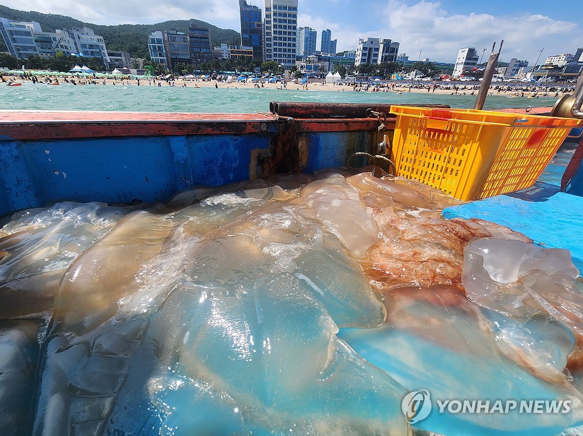 독성 해파리 유입 역대 최대…해수욕장·어가 '몸살'