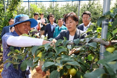 송미령 장관 "사과 생육 양호…추석 공급 원활할 것"