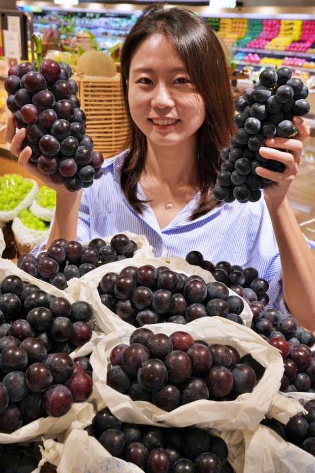 강화도에 거봉보다 큰 '씨없는 포도'가 있다! 롯데백화점 흑포도 판매