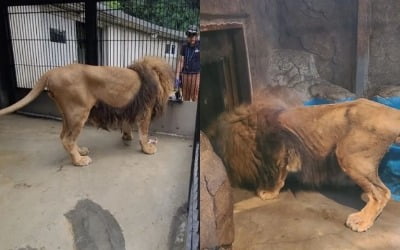 '갈비 사자' 살던 그 동물원서…러시아 사육사 숨진 채 발견