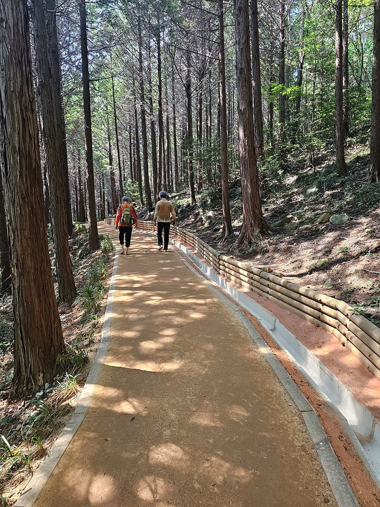 편백치유의 숲을 온몸으로 경험하는 사람들