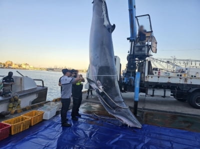 포항 앞바다서 5m 밍크고래 사체…5335만원에 팔렸다