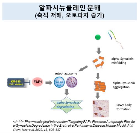 카이노스메드 KM-819 기전. KM-819는 우리카지노추천 등 각종 퇴행성신경병증의 원인으로 꼽히는 알파 시누클레인 단백질의 축적을 저해할 수 있다는 결과를 보였다. 카이노스메드 제공