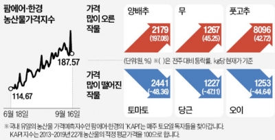 김치 없인 못 사는데 어쩌나…배추 한 포기에 9000원 '급등'