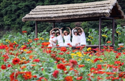 [포토] 가을 나들이 '2024 평창백일홍축제장' 찾은 사람들