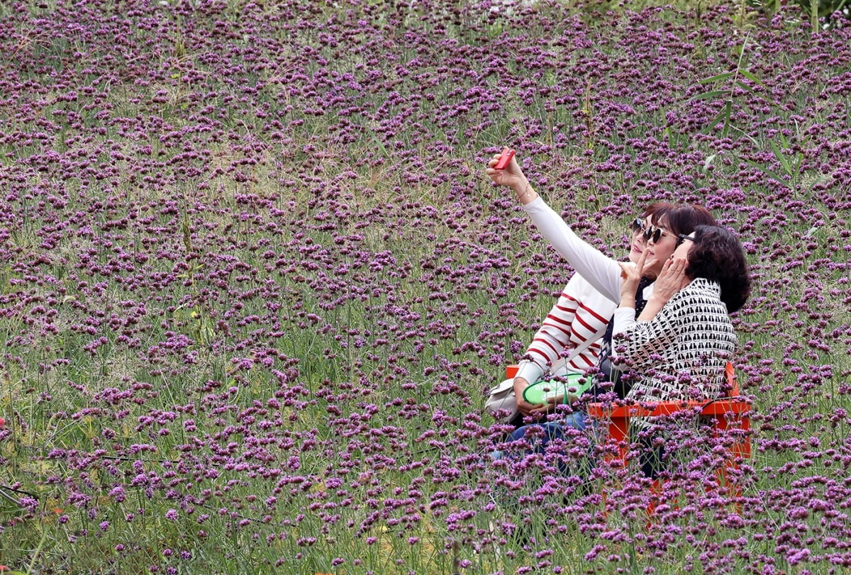 절기상 추분인 22일 강원 평창군에서 열린 2024 평창백일홍축제를 찾은 관광객들이 숙근버베나밭에서 기념사진을 찍고 있다./ 평창군 제공