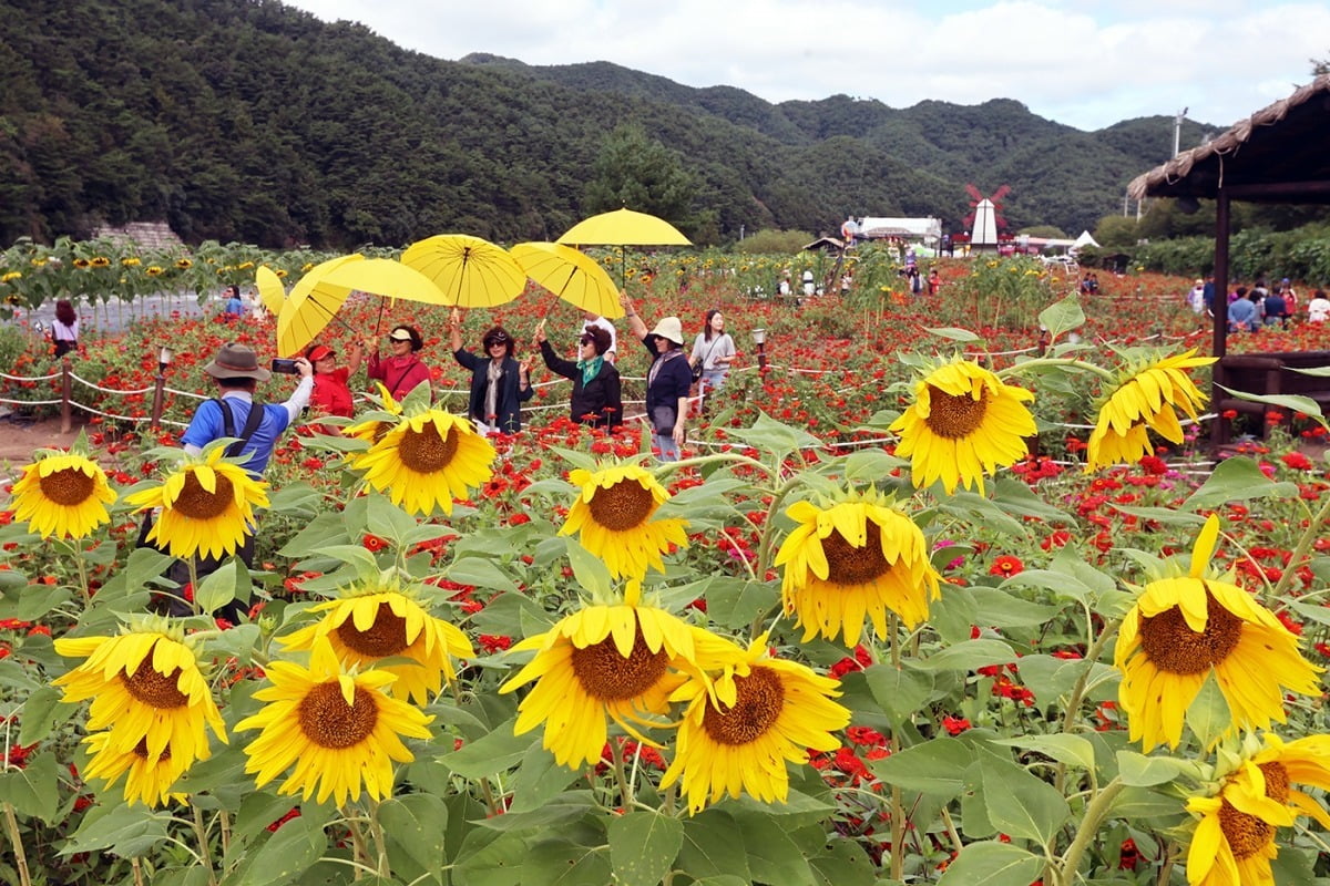 절기상 추분인 22일 강원 평창군에서 열린 2024 평창백일홍축제를 찾은 관광객들이 해바라기 앞에서 기념사진을 찍고 있다./ 평창군 제공