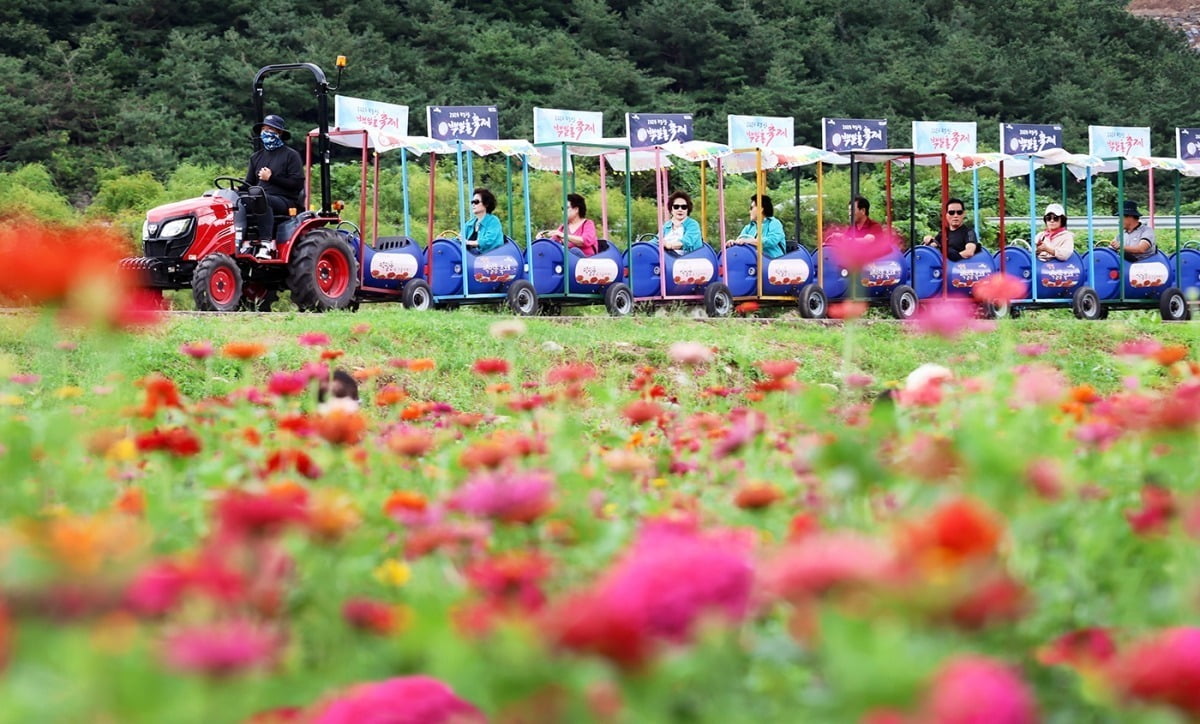 절기상 추분인 22일 강원 평창군에서 열린 2024 평창백일홍축제를 찾은 관광객들이 깡통열차를 타고 있다. / 평창군 제공