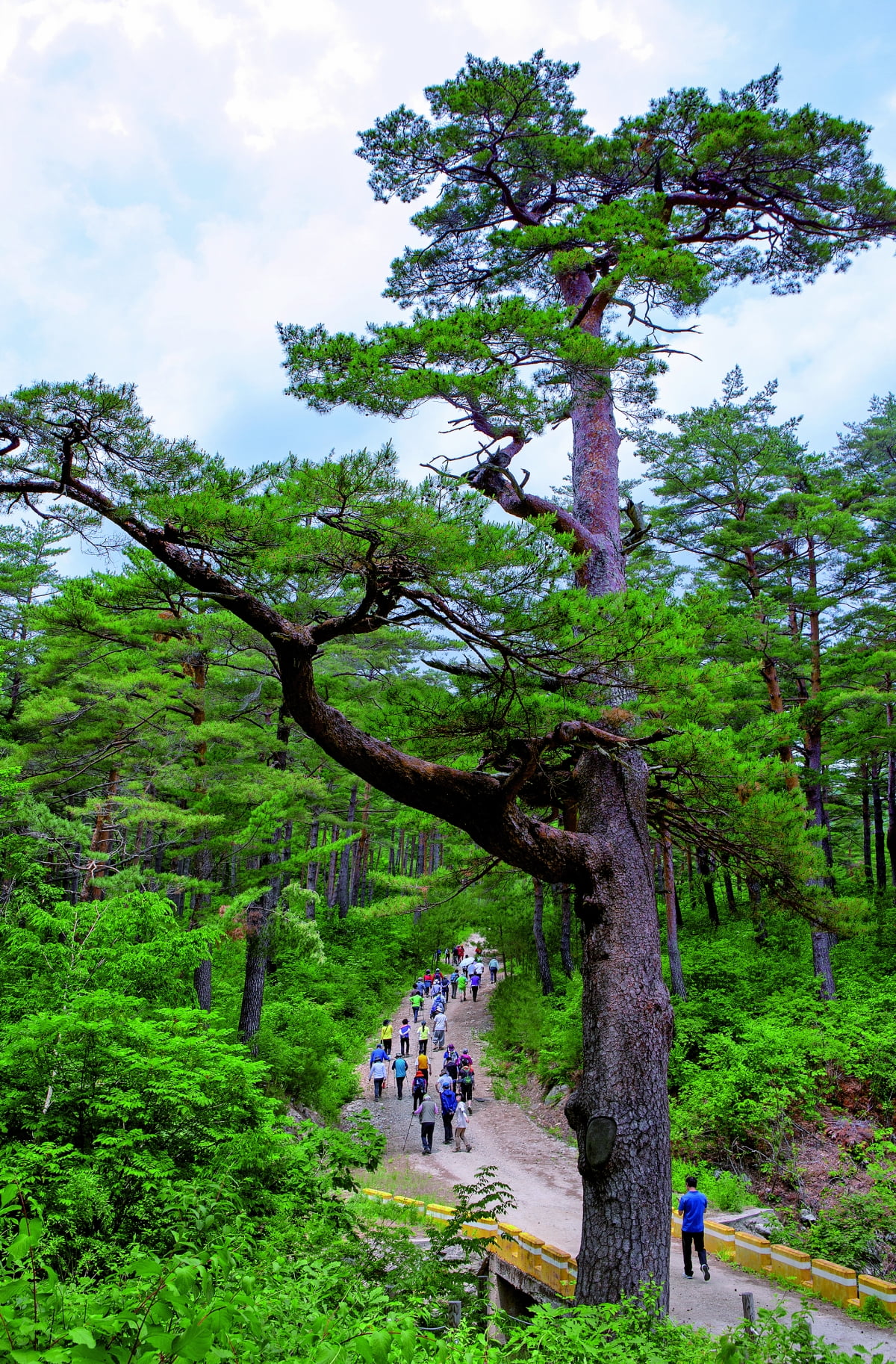 금강송숲길 (사진=울진군청) 