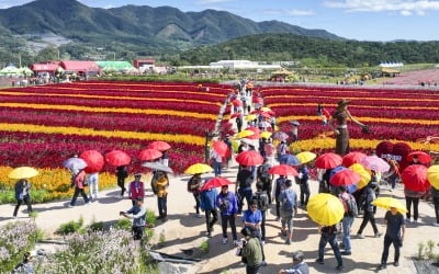 [포토] 형형색색 카지노 차무식꽃 활짝