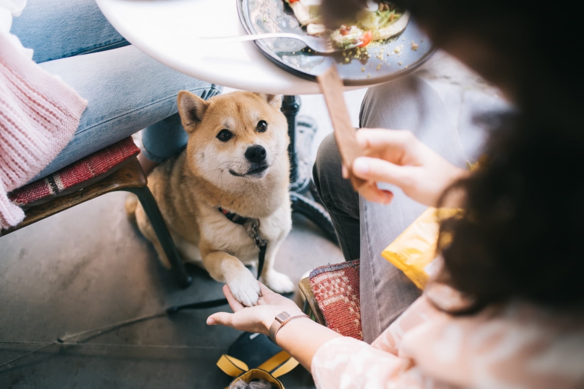 반려견 동반 식당 관련 이미지. 사진=게티이미지뱅크