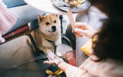 30대 직장인, 반려견과 여름휴가 떠났다가…'충격' 받은 이유