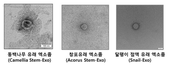 지에프씨생명과학, 동백나무·창포·달팽이 점액 유래 엑소좀 관련 특허 취득