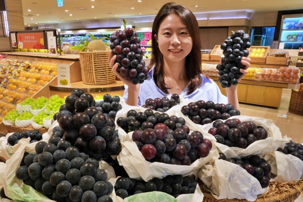 강화도에 거봉보다 큰 '씨없는 포도'가 있다! 롯데백화점 흑포도 판매