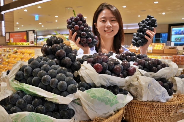 강화도에 거봉보다 큰 '씨없는 포도'가 있다! 롯데백화점 흑포도 판매