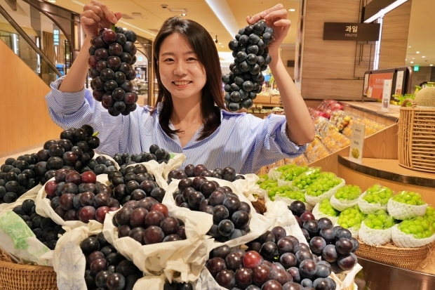 강화도에 거봉보다 큰 '씨없는 포도'가 있다! 롯데백화점 흑포도 판매