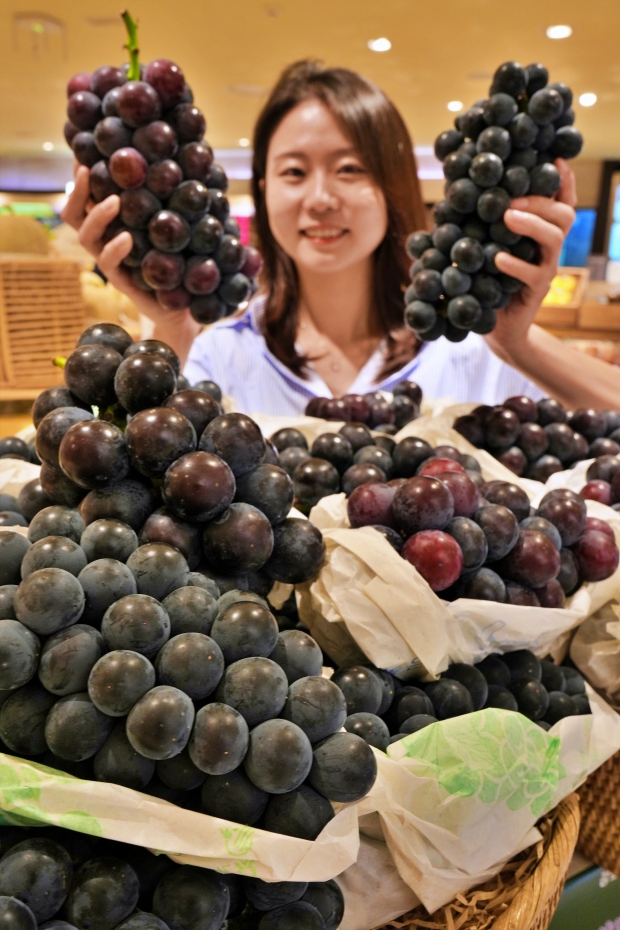 강화도에 거봉보다 큰 '씨없는 포도'가 있다! 롯데백화점 흑포도 판매