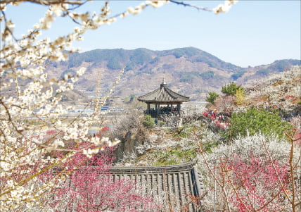 빛그린 광양매실, 산지 유통 확충·다양한 홍보…'명품 매실' 명성