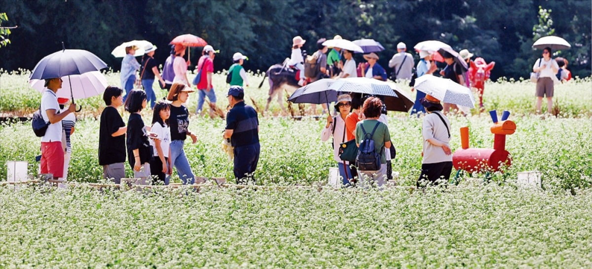 [포토] 메밀꽃 필 무렵 