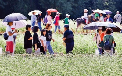 [포토] 메밀꽃 필 무렵