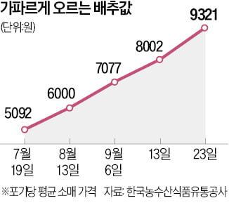 배추 한 포기 '2만원 쇼크'…27일부터 중국산 풀린다