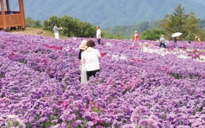 [포토] 보랏빛 국화로 물든 가을