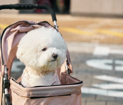 “최저 출산율 한국, 유모차보다 ‘개모차’ 더 많이 팔려”