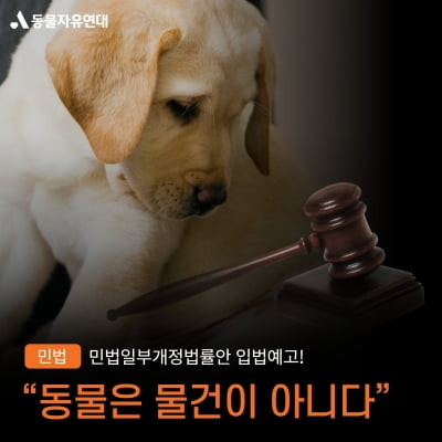 반려동물은 ‘물건’이다? [“개·고양이 키우면 세금 내라?” 논쟁①]