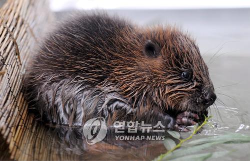 홍수 피해 키운 주범?…폴란드 총리 '비버와 전쟁' 선포에 논란