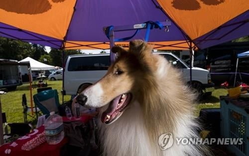 견공이 가져왔다…2년전 장난감을 '깜짝'