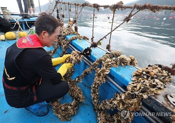 역대급 폭염에 식지 않는 바다…'속수무책'