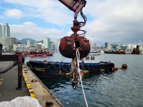 상어 사체 인양…공격성 강한 '청새리상어'로 추정