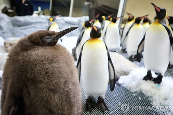 푸바오 잇는 인기…호주펭귄 '페스토' 관심폭주