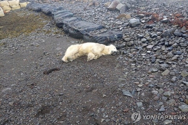 터전 잃은 북극곰, 민가 쓰레기통 뒤지다 사살