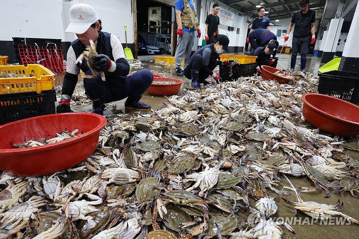 '금게'된 꽃게…가을 제철인데 씨 말라