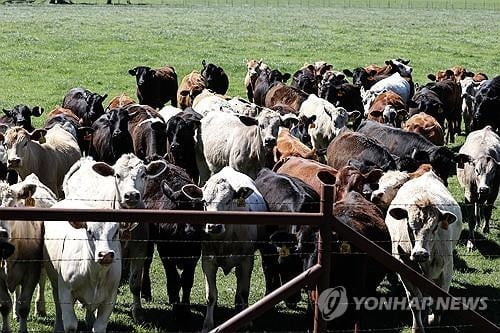 미국 유행 젖소 조류인플루엔자, 호흡기 전파 아닐 수도"